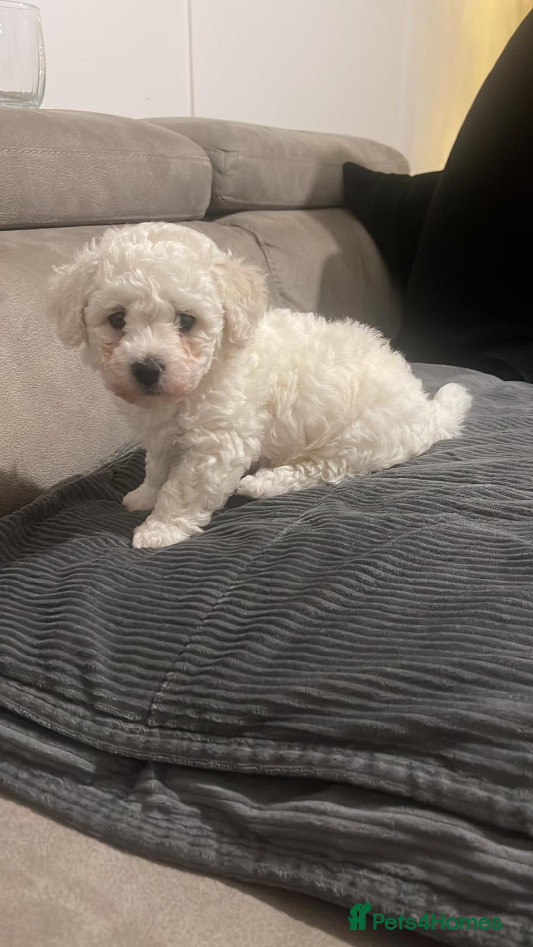 Bichon Frise dogs for sale: Adorable pure bichon frisée puppies !!! - Image 4