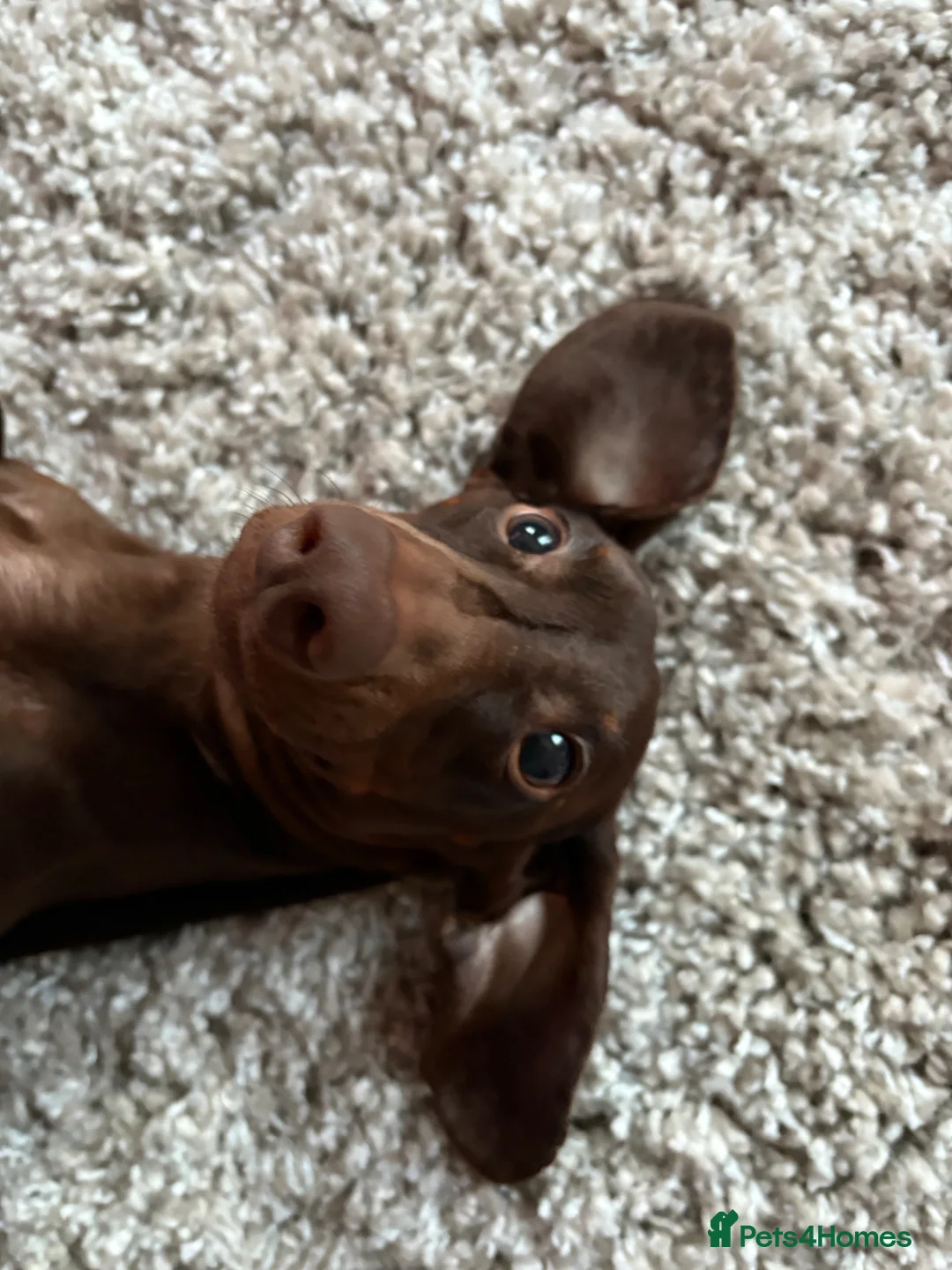 Miniature Dachshund dogs for sale: 3 year old male miniature dachshund  - Advert 4