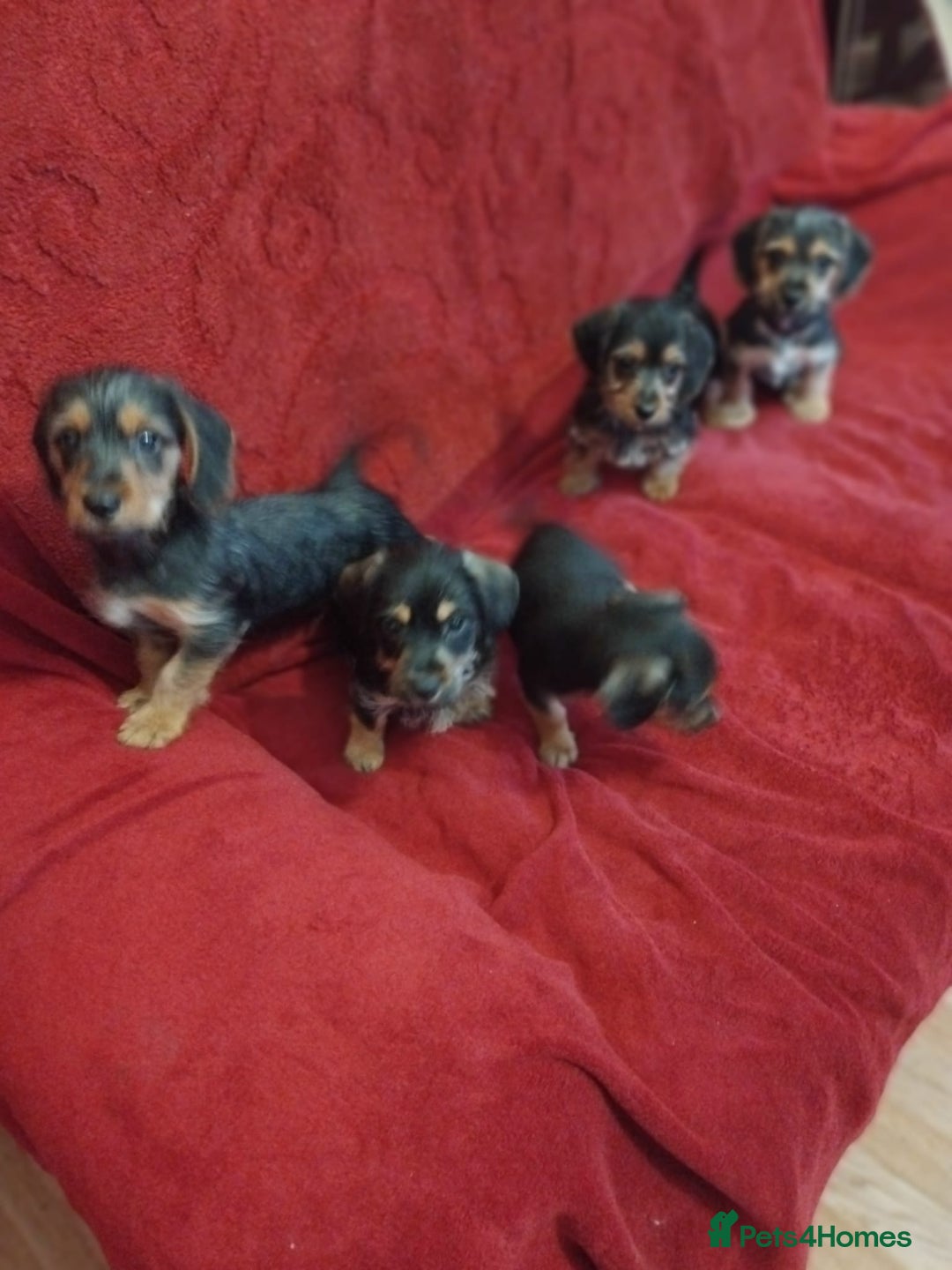 Mixed Breed dogs for sale: dachshund maltese mix - Image 4