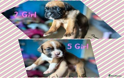 Boxer dogs for sale: 1 girl beautiful boxer puppies left  - Image 12