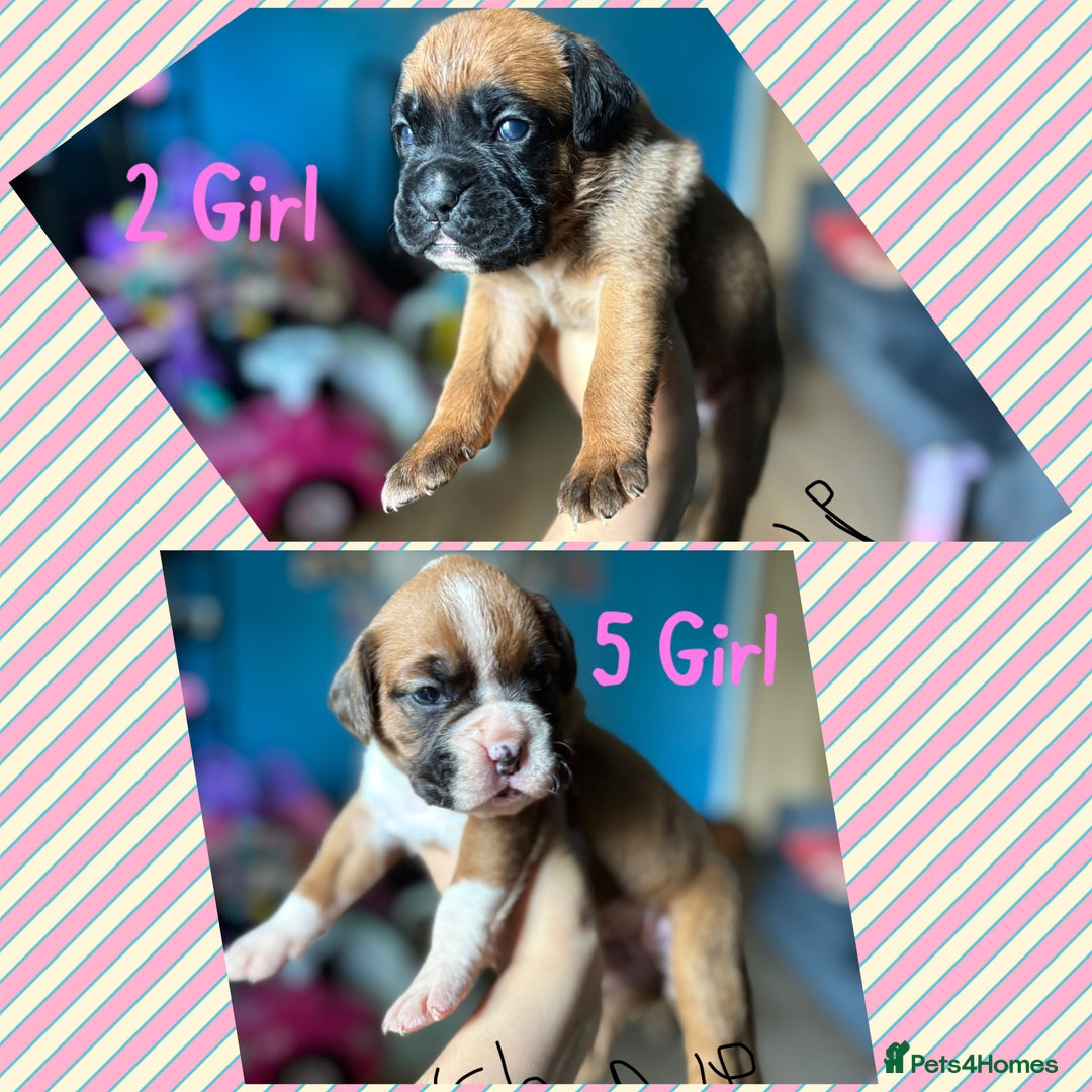 Boxer dogs for sale: 1 girl beautiful boxer puppies left  - Image 12