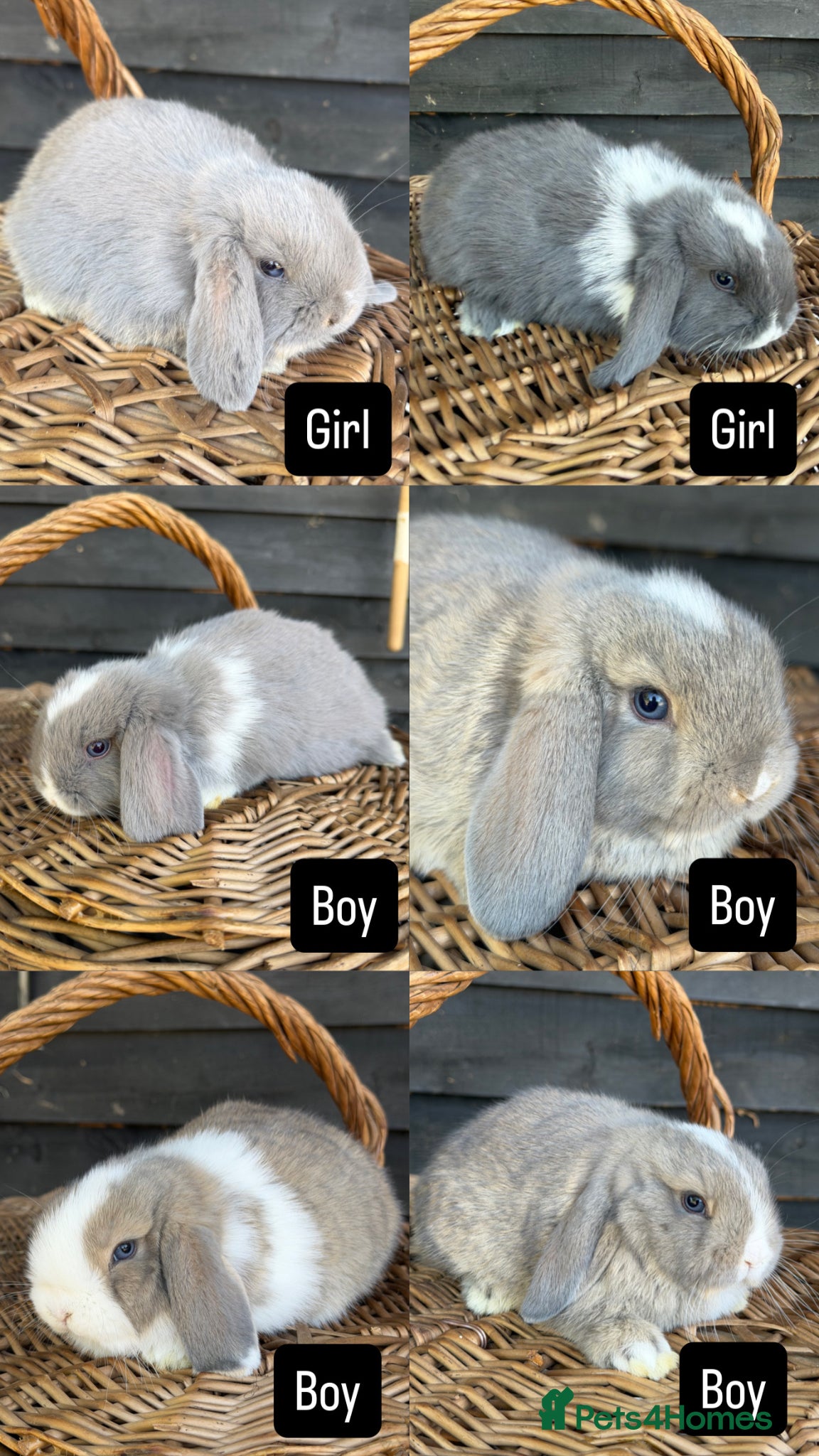Mini Lop rabbits Pure Mini Lop babies - variety of colours + BEW - Advert 2