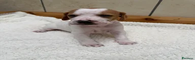 Pointer Puppy 4