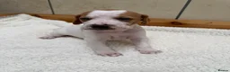 Pointer dogs for sale: Pointer pups | Working & Champion Bloodlines  - Advert 35