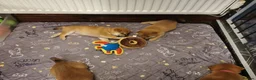 Japanese Shiba Inu dogs for sale: 2 KC female shiba pups looking for forever home. - Advert 10
