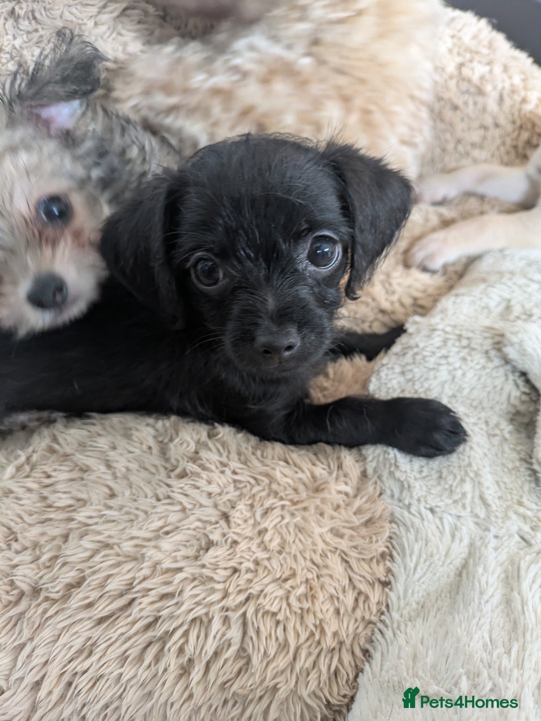 Chipoo dogs for sale: Non shed, health tested  chipoo girl - Advert 11