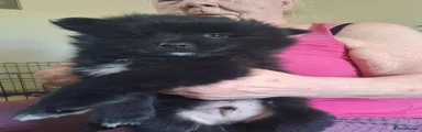Pomeranian 4