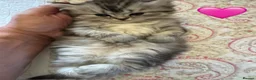 British Longhair cats for sale: Beautiful Longhaired Kittens  - Advert 17