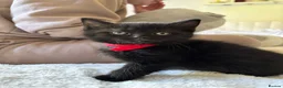 Mixed Breed cats for sale: 2 female kittens  in High Wycombe - Advert 7
