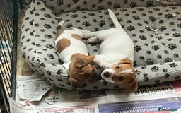 Jack Russell dogs for sale: 2 Beautiful purebred female Jack Russell  puppies - Image 1