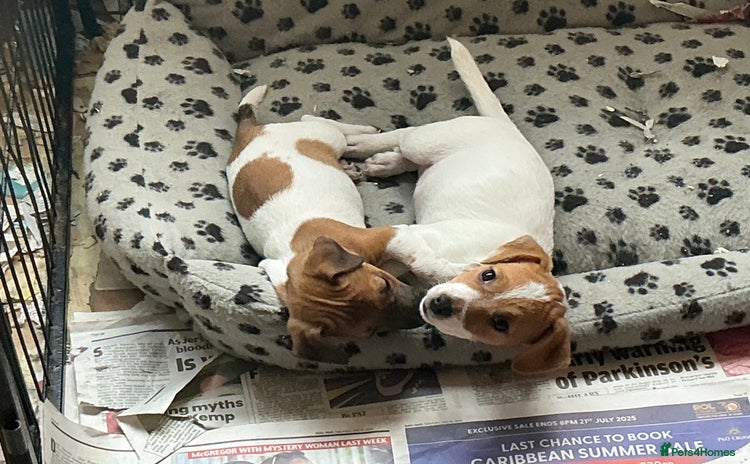 Jack Russell dogs - Advert 3