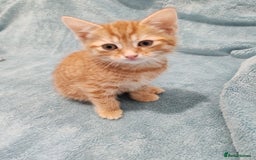 Mixed Breed cats for sale: BEAUTIFUL KITTENS VIDEOS - Image 10