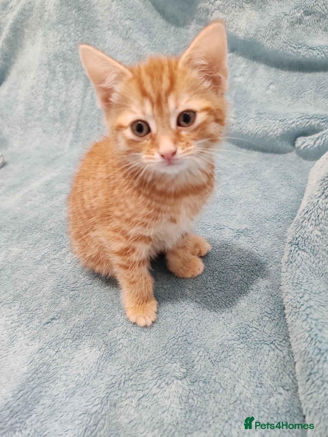 Mixed Breed cats for sale: BEAUTIFUL KITTENS VIDEOS - Image 10
