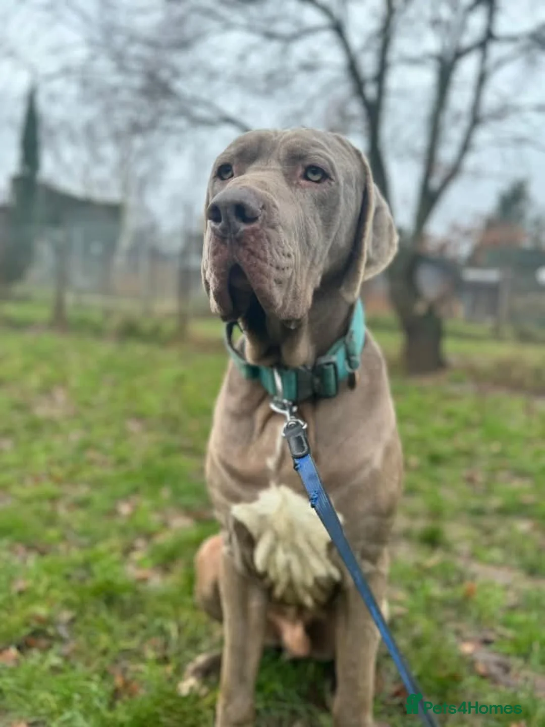 Weimaraner dogs for adoption: Meet Bruno, currently residing in Surrey - Advert 6