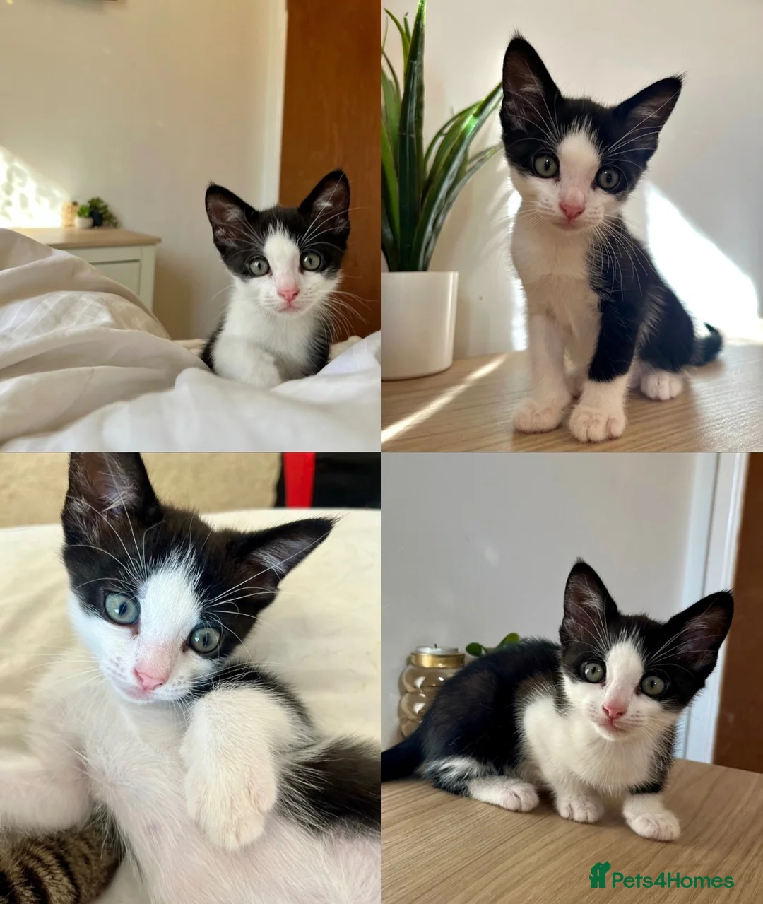 Mixed Breed cats for sale: 1 beautiful male kitten available now!  - Advert 2