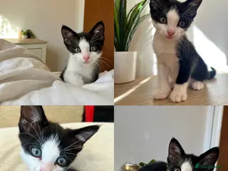 Mixed Breed cats 1 beautiful male kitten available now! - Advert 3