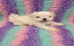 Maltese dogs for sale: FULL KOREAN KC REGISTERED MALTESE PUPIES - Image 7