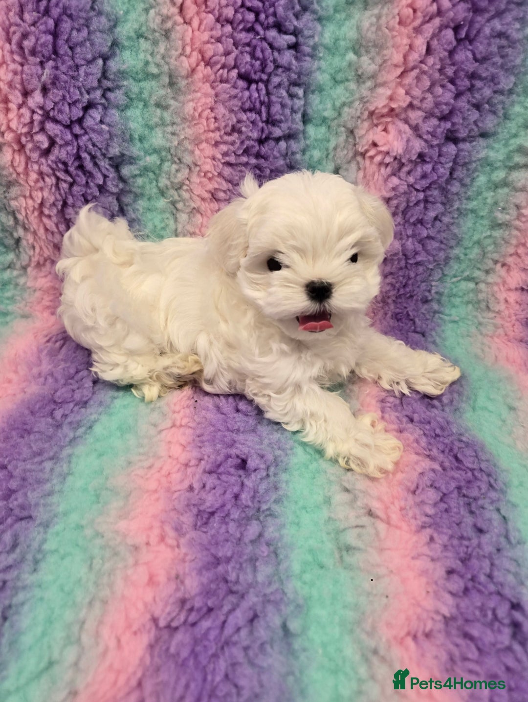 Maltese dogs for sale: FULL KOREAN KC REGISTERED MALTESE PUPIES - Image 7