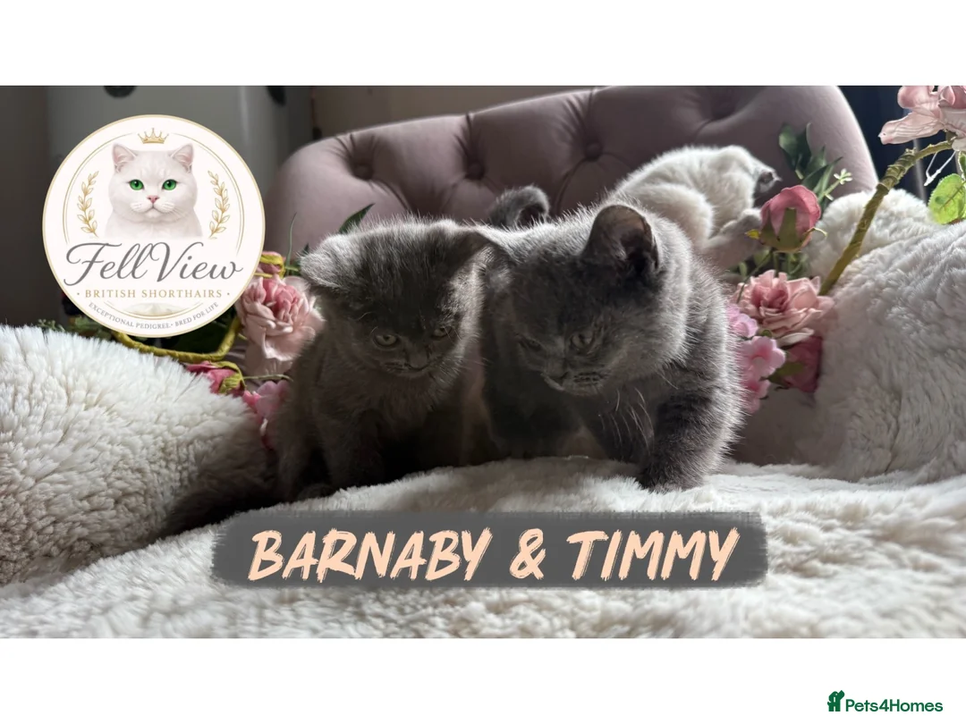 British Shorthair cats for sale: BEAUTIFUL GCCF BSH KITTENS - READY NOW 🤍 - Advert 8