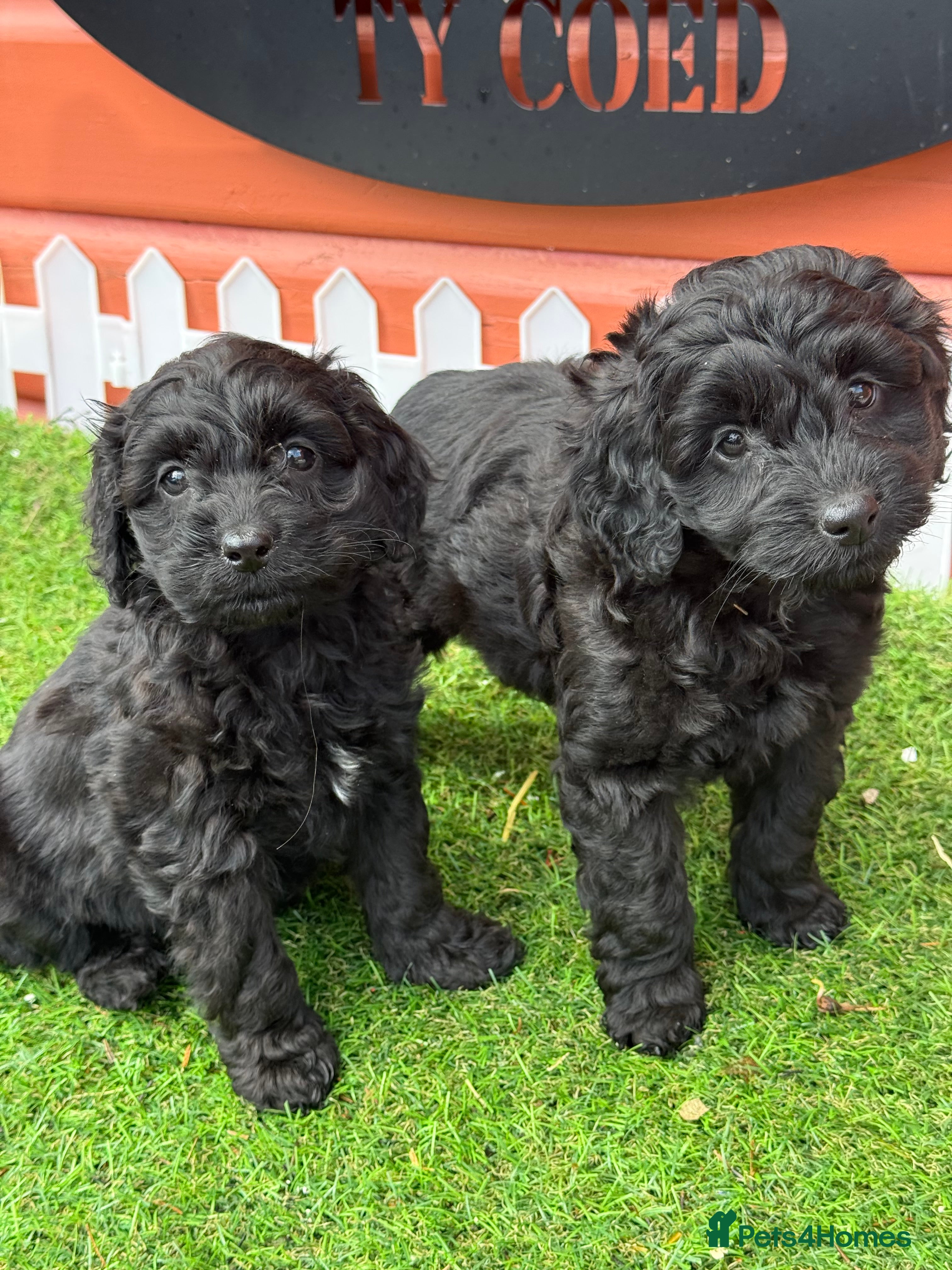 Cockapoo dogs Stunning Toy Cockapoo pups- health tested - Advert 9