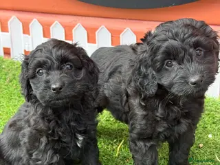 Cockapoo dogs Stunning Toy Cockapoo pups- health tested - Advert 9