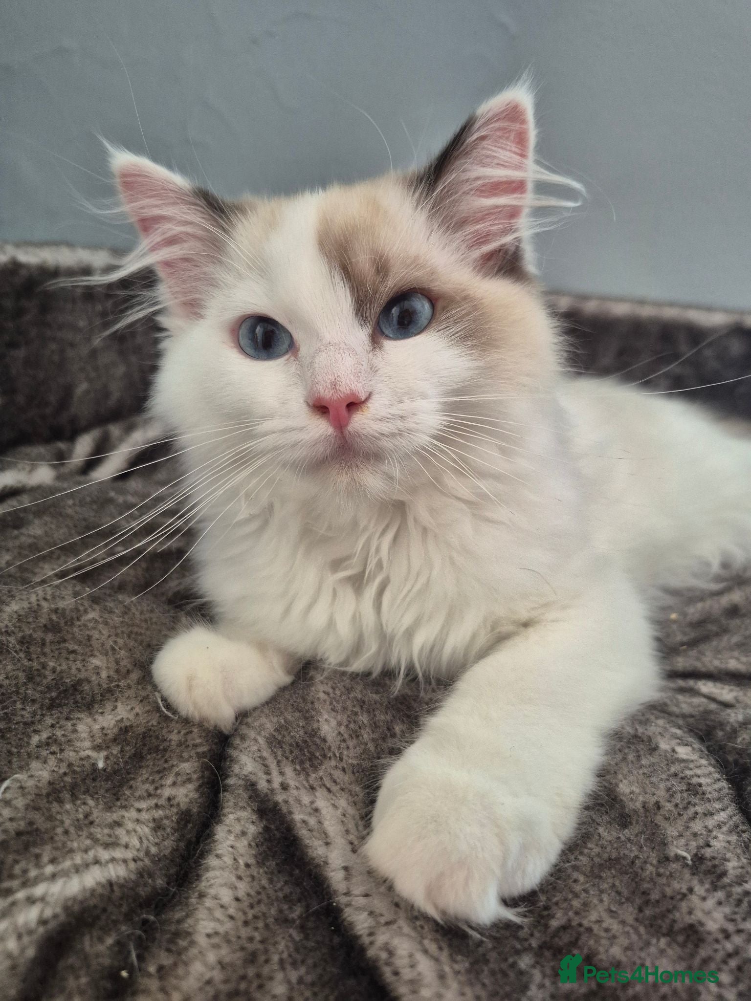 Ragdoll cats *Ready Now* Ragdoll Kitten TICA Registered - Advert 2