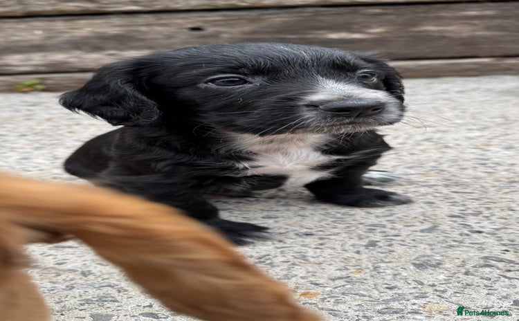 Cocker Spaniel dogs - Advert 5