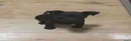 Patterdale Terrier dogs for sale: Patterdale Puppies - 5 Beautiful Bitches - Advert 8