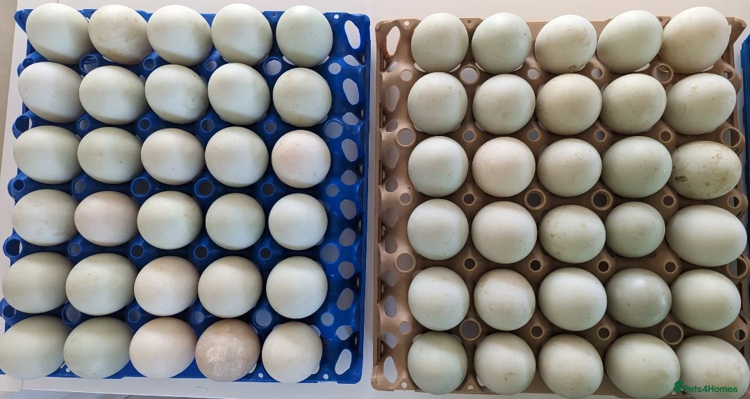 Ducks poultry for sale: Purebred Indian Runner Duck Fertile Hatching Eggs - Advert 4