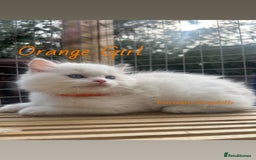 Ragdoll cats for sale: **5 stunning TICA ragdoll kittens available** - Image 2