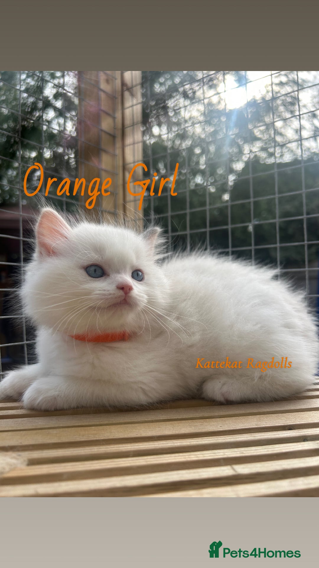 Ragdoll cats for sale: **5 stunning TICA ragdoll kittens available** - Image 2