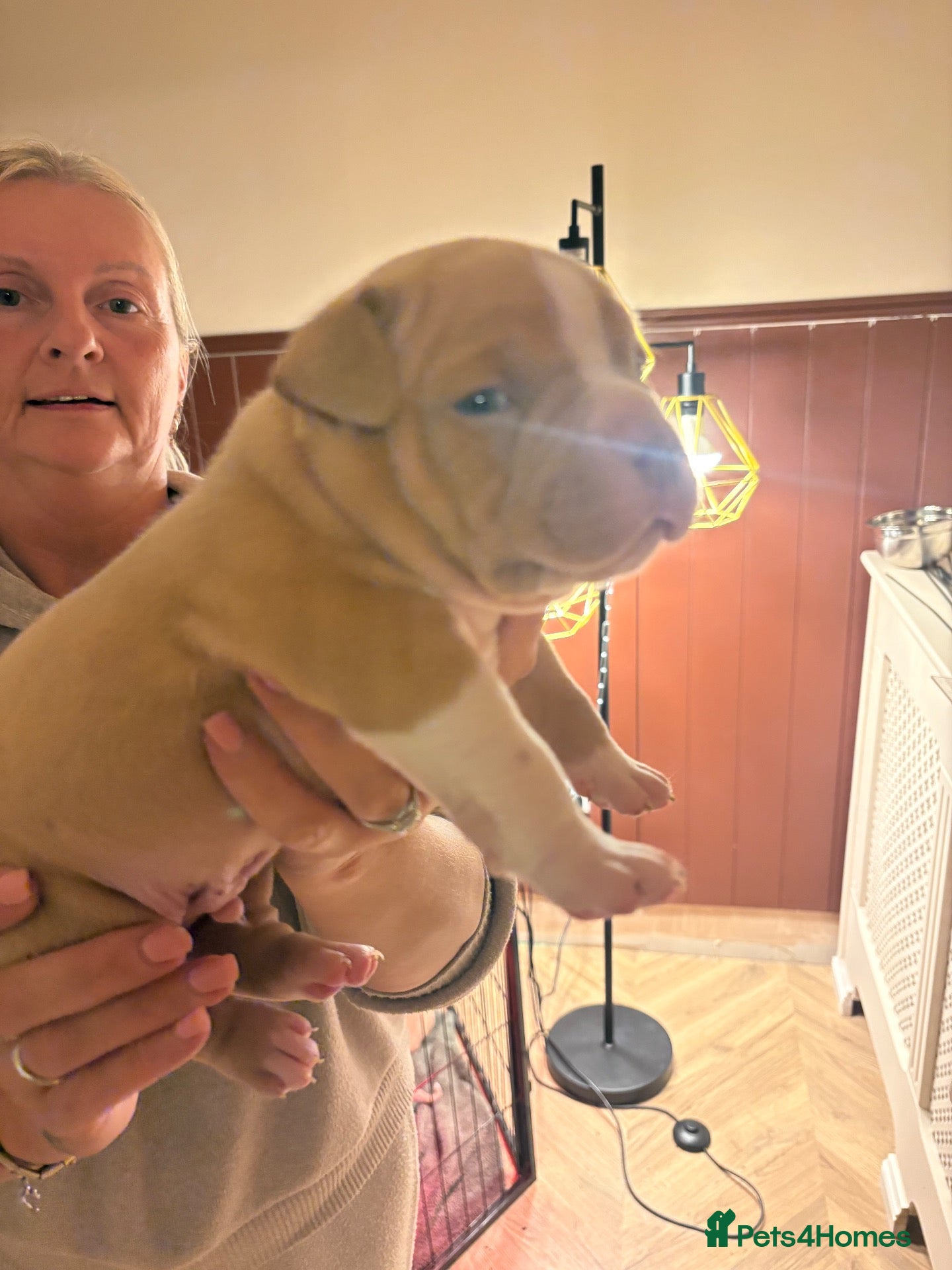 American Bully dogs for sale: American Bully pocket - Advert 2