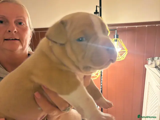 American Bully dogs for sale: American Bully pocket - Advert 2