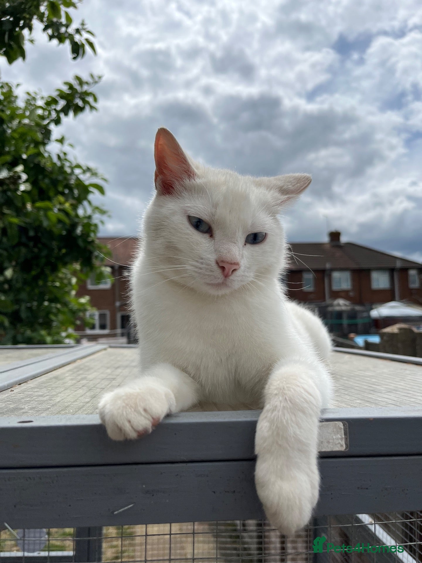 Mixed Breed cats 2 male kittens for sale £100 ono - Advert 14
