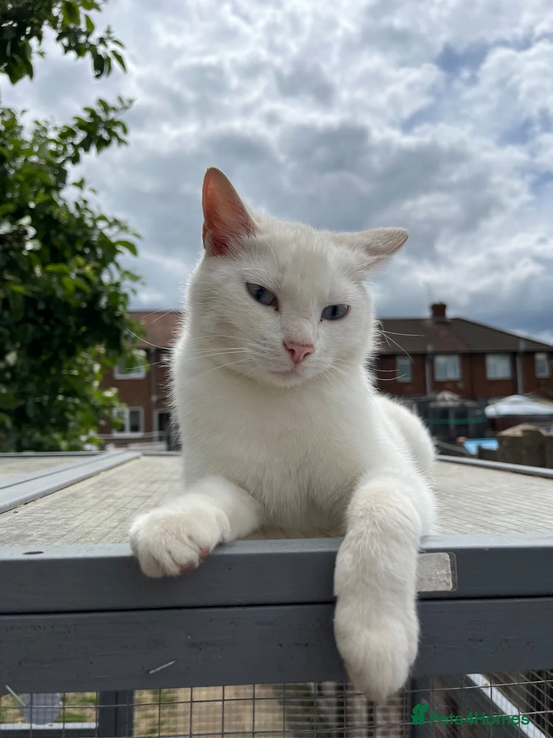 Mixed Breed cats for sale: 2 male kittens for sale £100 ono - Advert 1