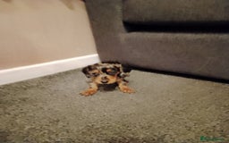 Miniature Dachshund dogs for sale: Miniature Dachshund  - Image 12