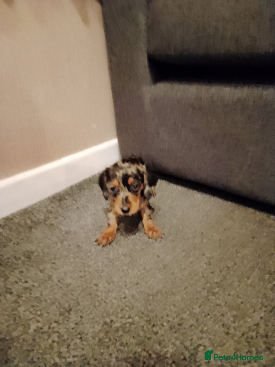 Miniature Dachshund dogs for sale: Miniature Dachshund  - Image 12