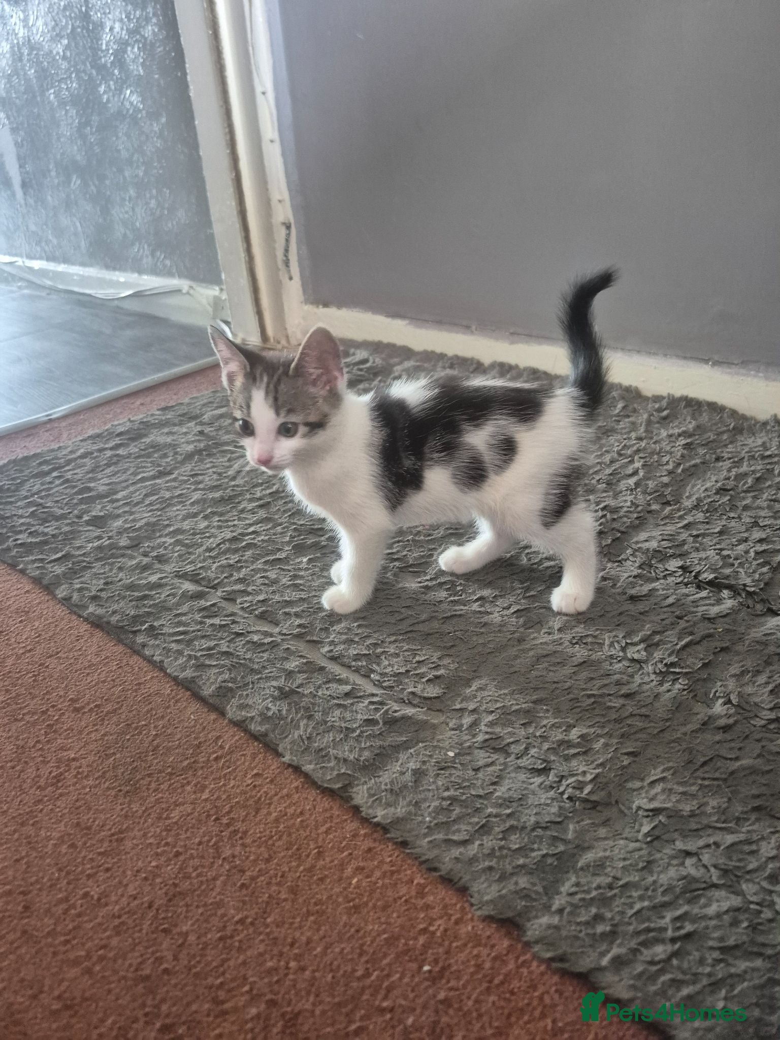 Mixed Breed cats Female kitten  - Advert 2
