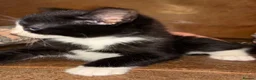 Mixed Breed cats for sale: Russian grey/black mix breed  - Advert 9