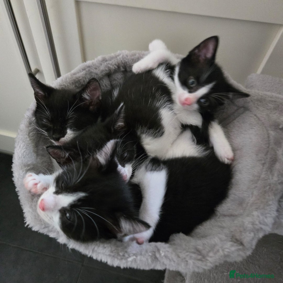 Mixed Breed cats for sale: Kittens for sale - Advert 4
