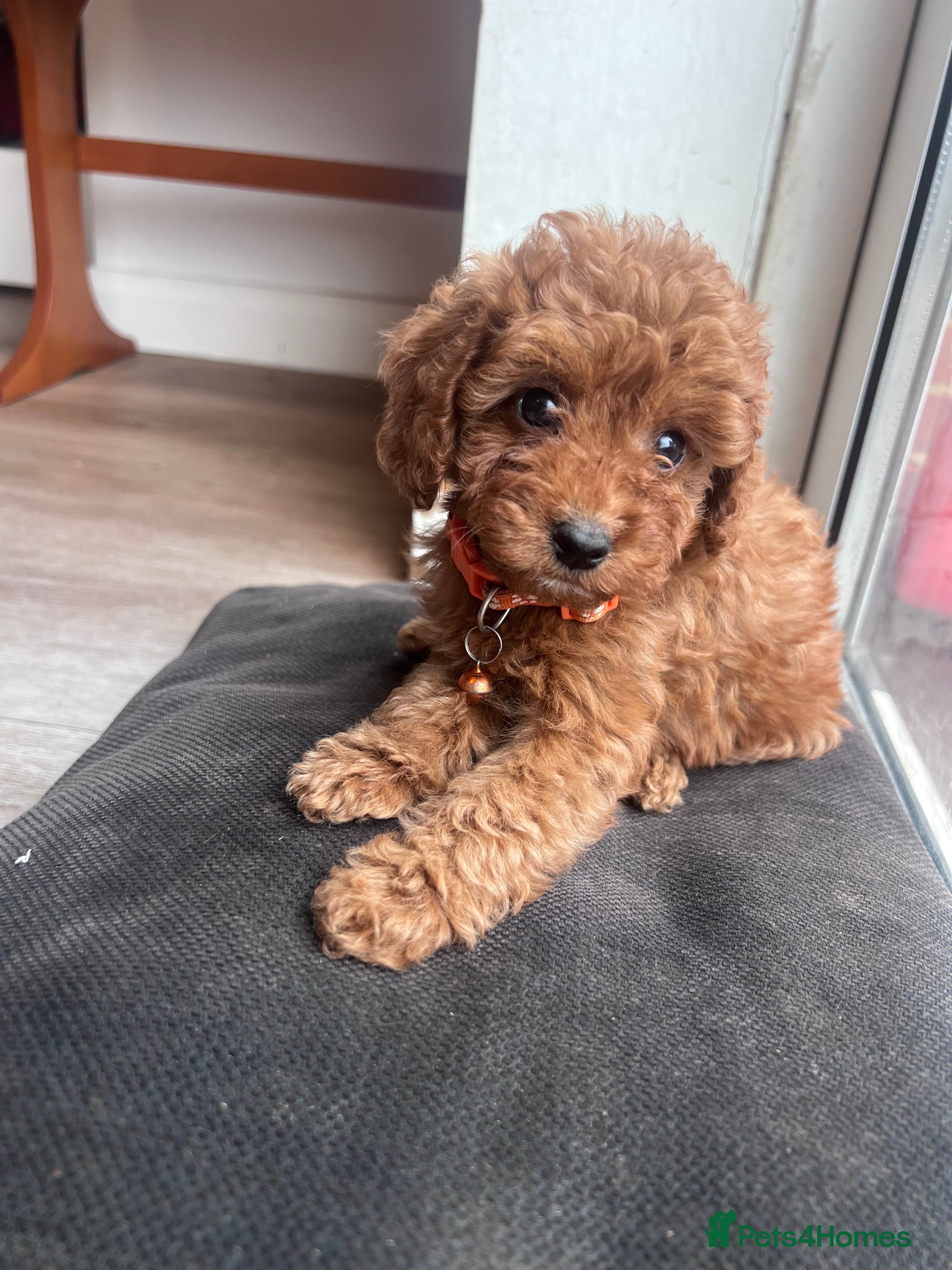 Cockapoo dogs Cockerpoo Puppies Ready - Advert 2