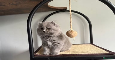 British Longhair cats - Advert 8