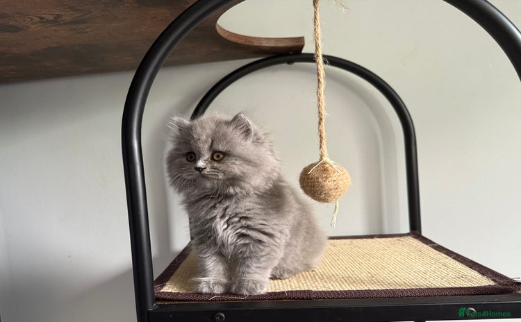 British Longhair cats - Advert 7