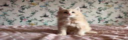 Maine Coon cats for sale: 4 beautiful playful Maine Coon kittens  in Glastonbury - Advert 14