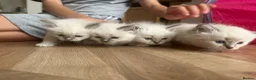 Ragdoll cats for sale: Ragdoll kittens pedigree  in Ellesmere Port - Advert 16
