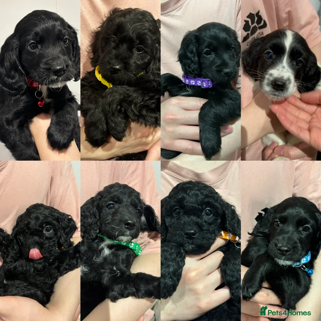Cockapoo dogs for sale: Beautiful Cockapoo Puppies – 6 Boys & 2 Girls - Advert 1