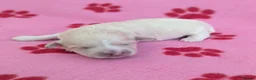 Maltipoo dogs for sale: Toy Maltipoo puppies - DNA health tested parents! - Advert 24