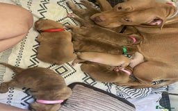 Staffordshire Bull Terrier dogs for sale: Staffy puppy  - Image 1