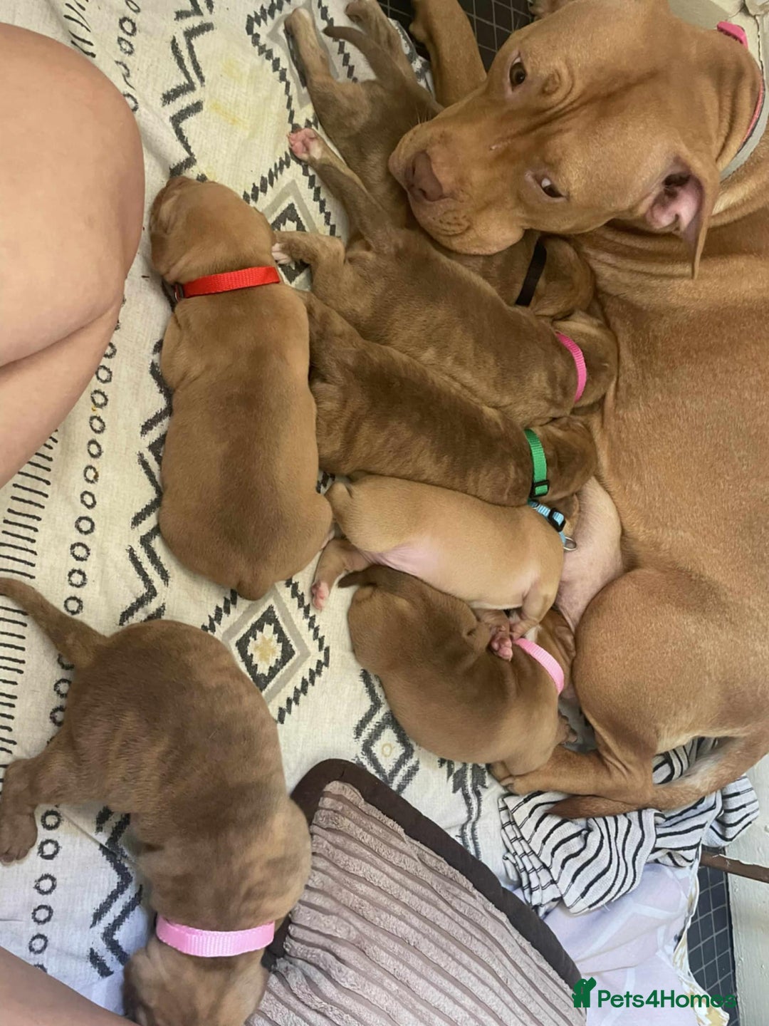 Staffordshire Bull Terrier dogs for sale: Staffy puppy  - Image 1