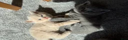 British Shorthair cats for sale: British Shorthair Kittens 🐾 Ready Soon - Advert 7